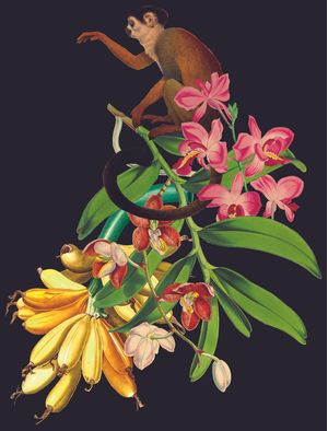 MACACO TROPICAL