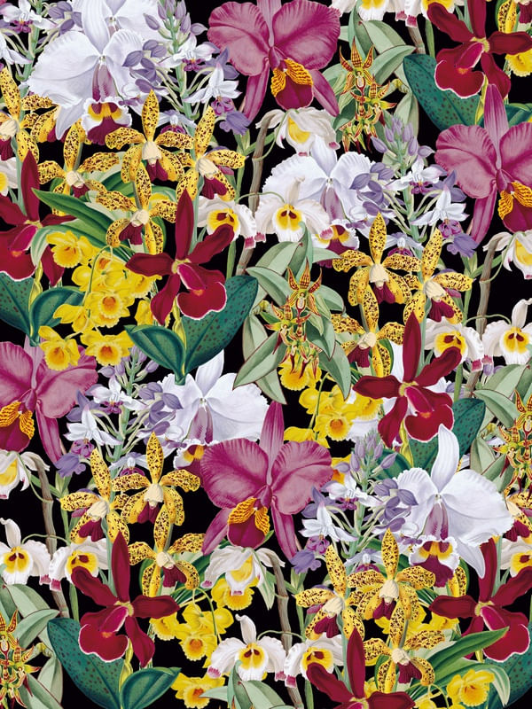 ORQUIDEAS TROPICAIS