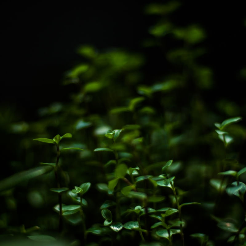MUITO VERDE