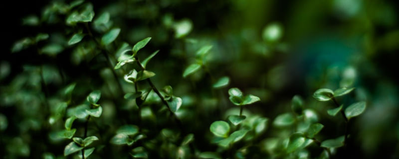 VERDE NOTURNO