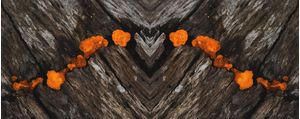FUNGI - 5