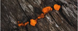 FUNGI - 4