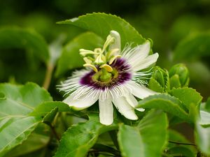 FLOR VIVA - LP