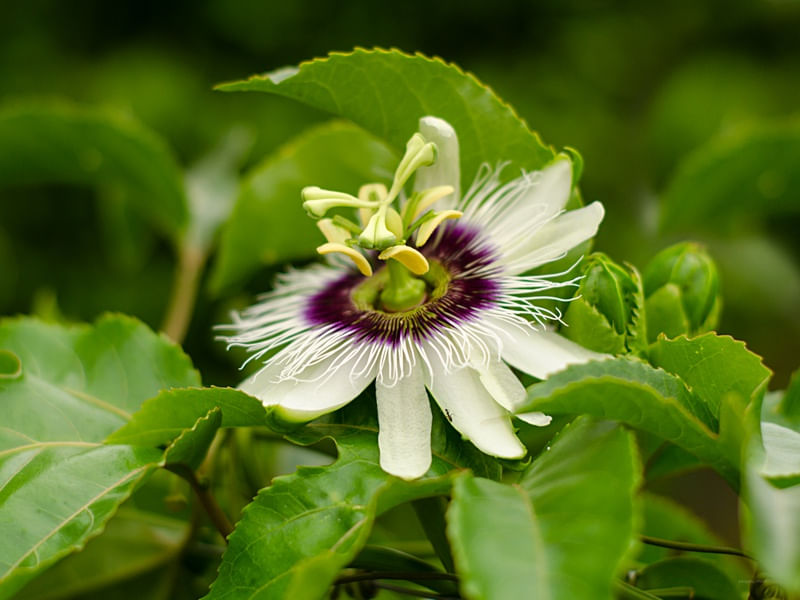 FLOR VIVA - LP