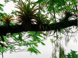 FOLHAGENS NATURAIS