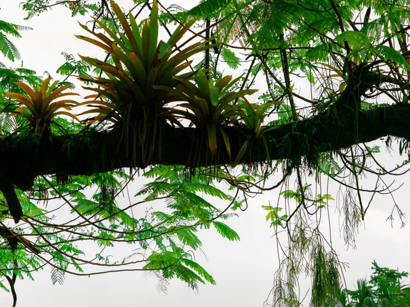 FOLHAGENS NATURAIS