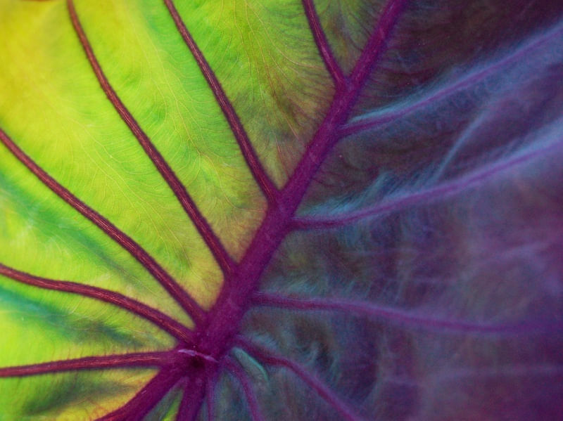 MACRO LEAF
