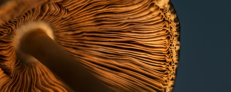 CLOSE UP - MUSHROOM