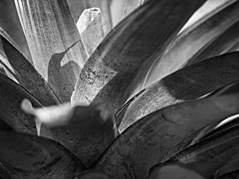 GRAVATÁ 1 BW