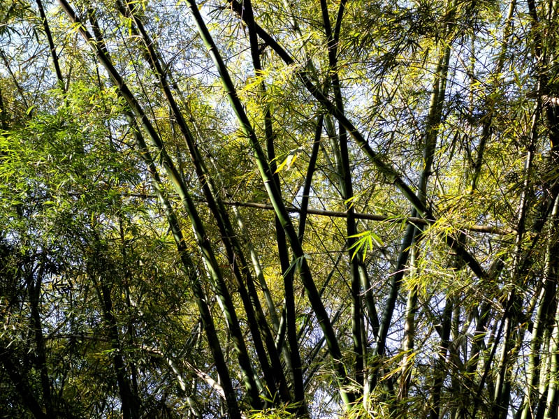 BAMBOO 1
