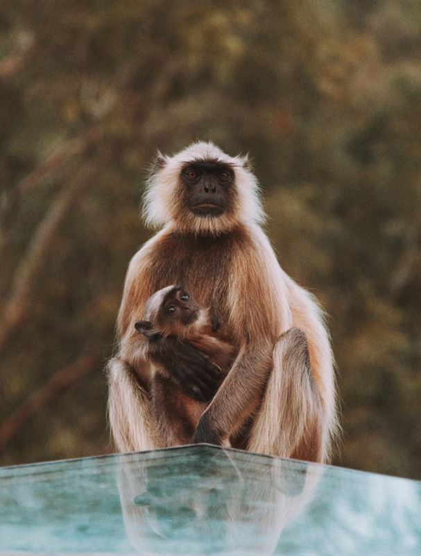 MONKEYS IN INDIA III