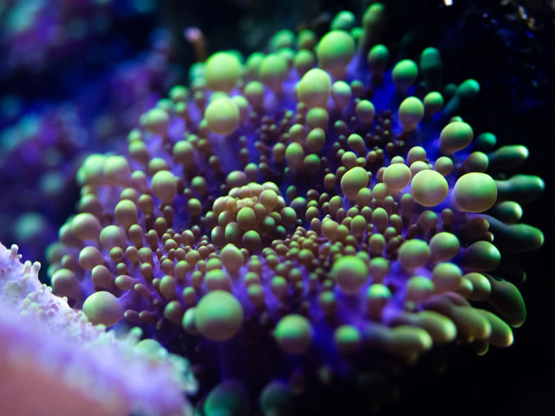 MARINE LIFE SERIES (21)