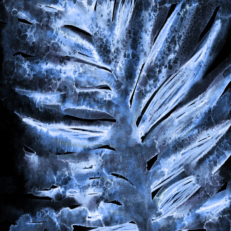 PARADISE PALM, SPECTRAL PURPLE INVERTED