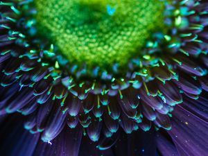 UV FLOWER SERIES (5)