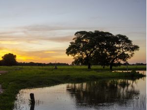 PANTANAL