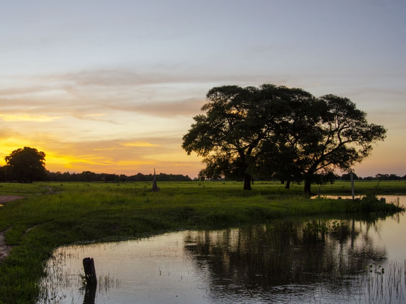 PANTANAL
