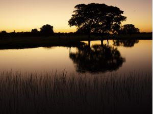 PANTANAL 4