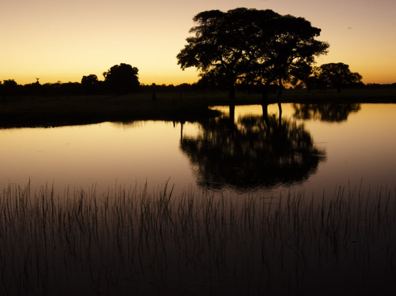 PANTANAL 4