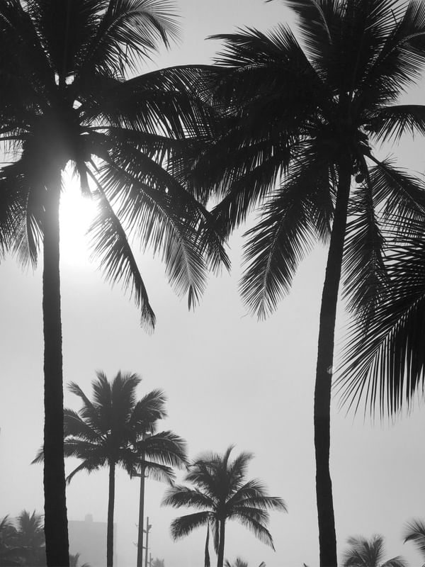PALM BEACH BW