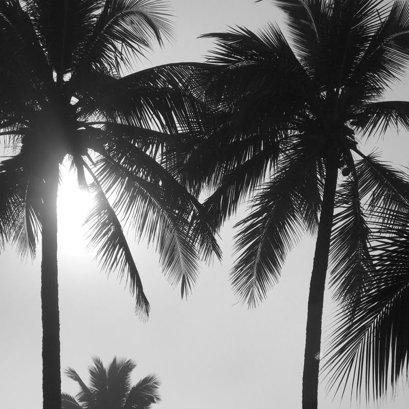 PALM BEACH BW SQUARE