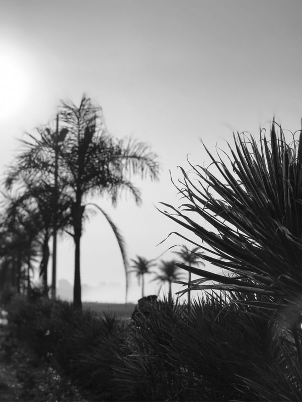 WILD NATURE BW