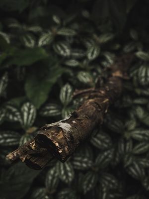 DETALHES NATURAIS