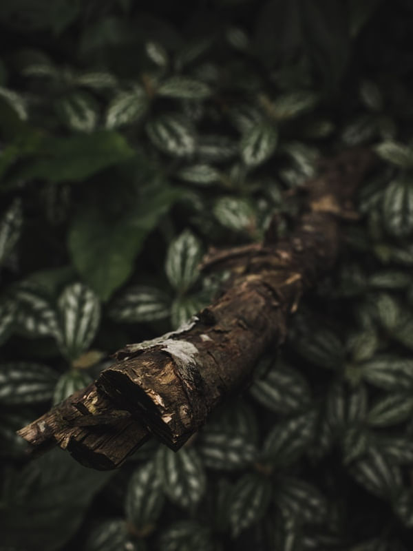 DETALHES NATURAIS