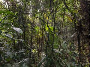 NATUREZA VIVA EM SÃO PAULO