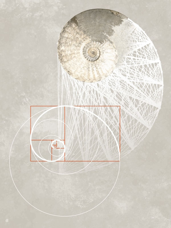 FÓSSIL AMONITA BRANCA GEOMETRIA