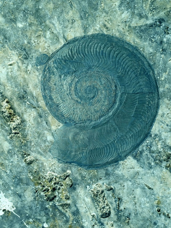 FÓSSIL AMONITA GRANDE AZUL
