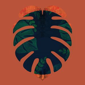 MONSTERA GOLD 040 A SQ