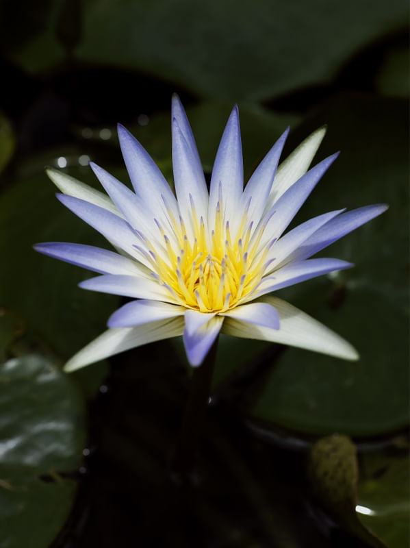 FLOR AQUÁTICA