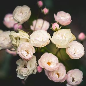 WHITE ROSES