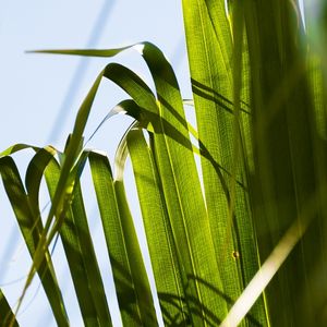PONTA DE SERENOA Q