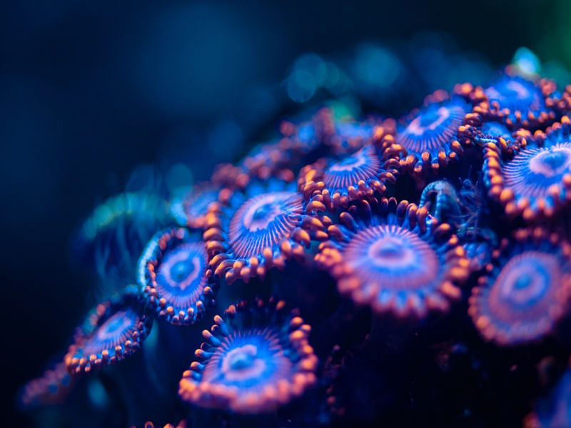 MARINE LIFE SERIES (15)
