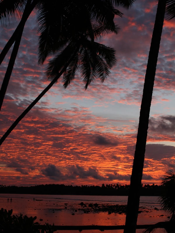POR DO SOL COQUEIRO SUMATRA