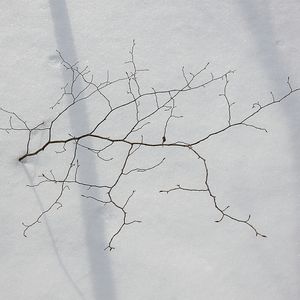 VEGETAÇÃO NA NEVE