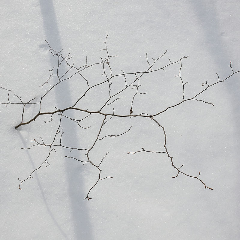 VEGETAÇÃO NA NEVE