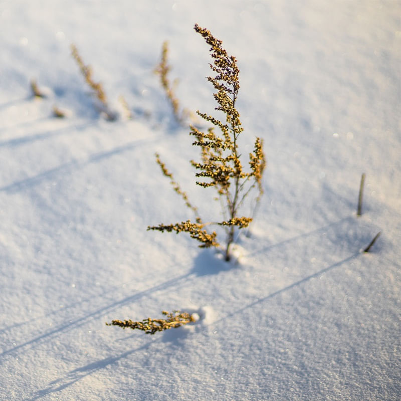 PLANTAS NA NEVE 2