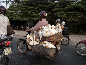 GANSOS NA MOTO