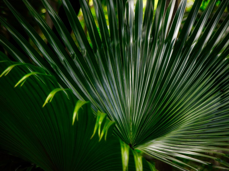 FOLHAGEM VERDE_000