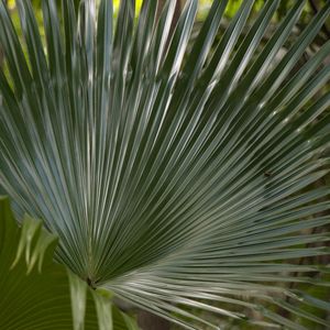 FOLHAGEM VERDE_001
