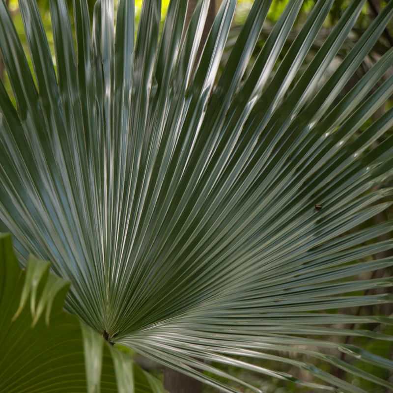 FOLHAGEM VERDE_001