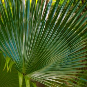 FOLHAGEM VERDE_003