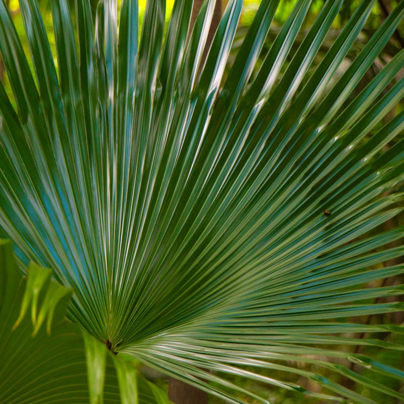 FOLHAGEM VERDE_003