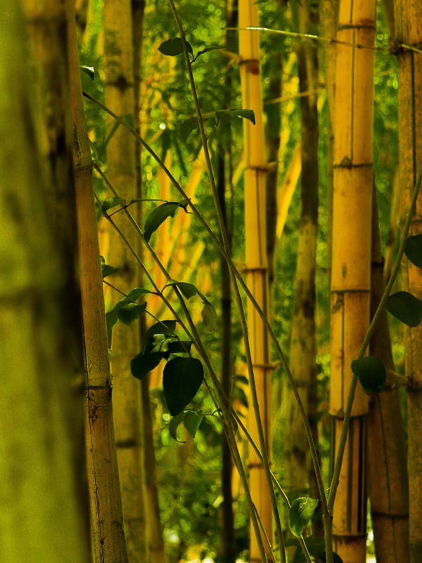 BAMBOO FOREST 265