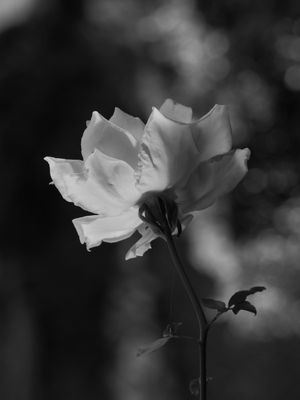 COLORIDAS ROSAS_10