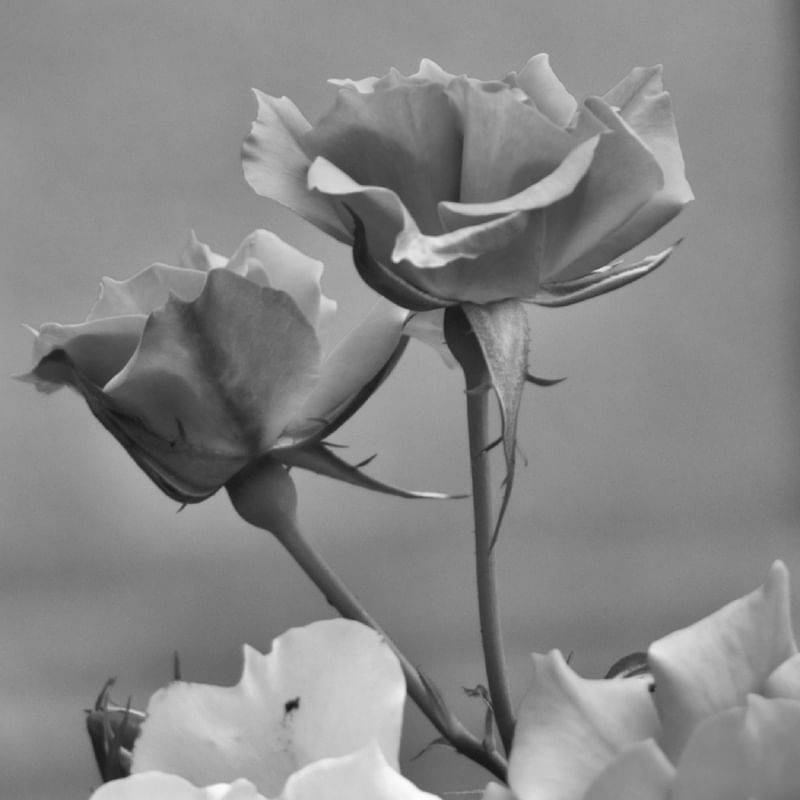 COLORIDAS ROSAS_11