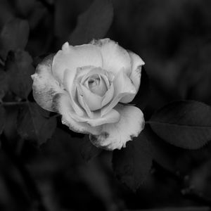 COLORIDAS ROSAS_12