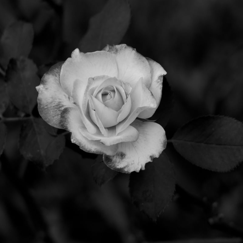 COLORIDAS ROSAS_12
